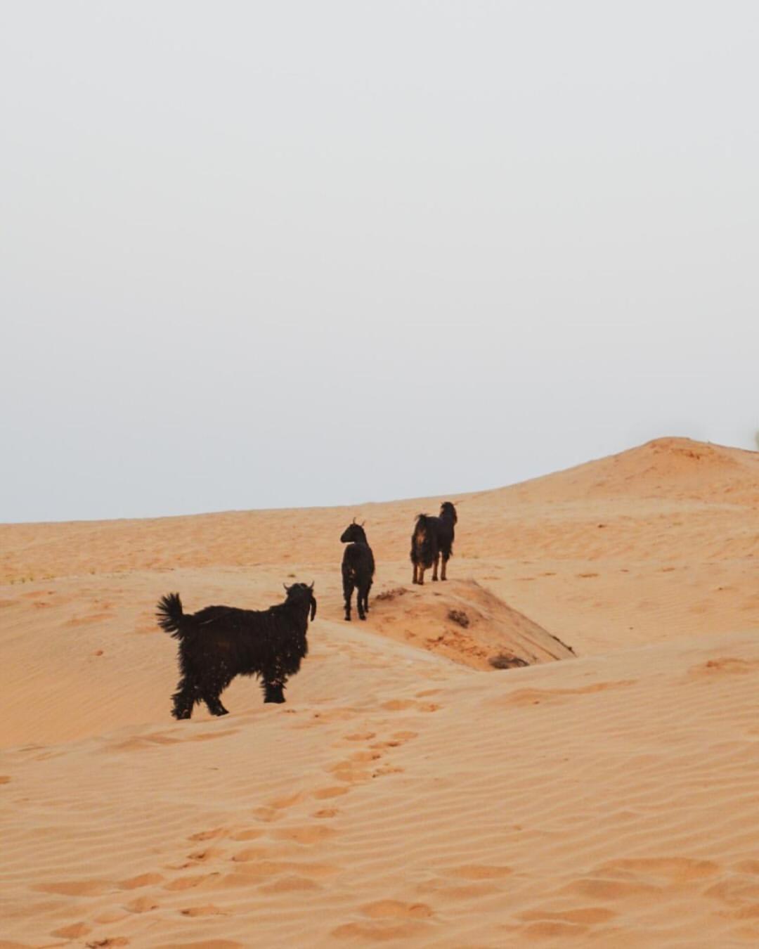 Hostel Marigold Home Stay Jaisalmer Dış mekan fotoğraf